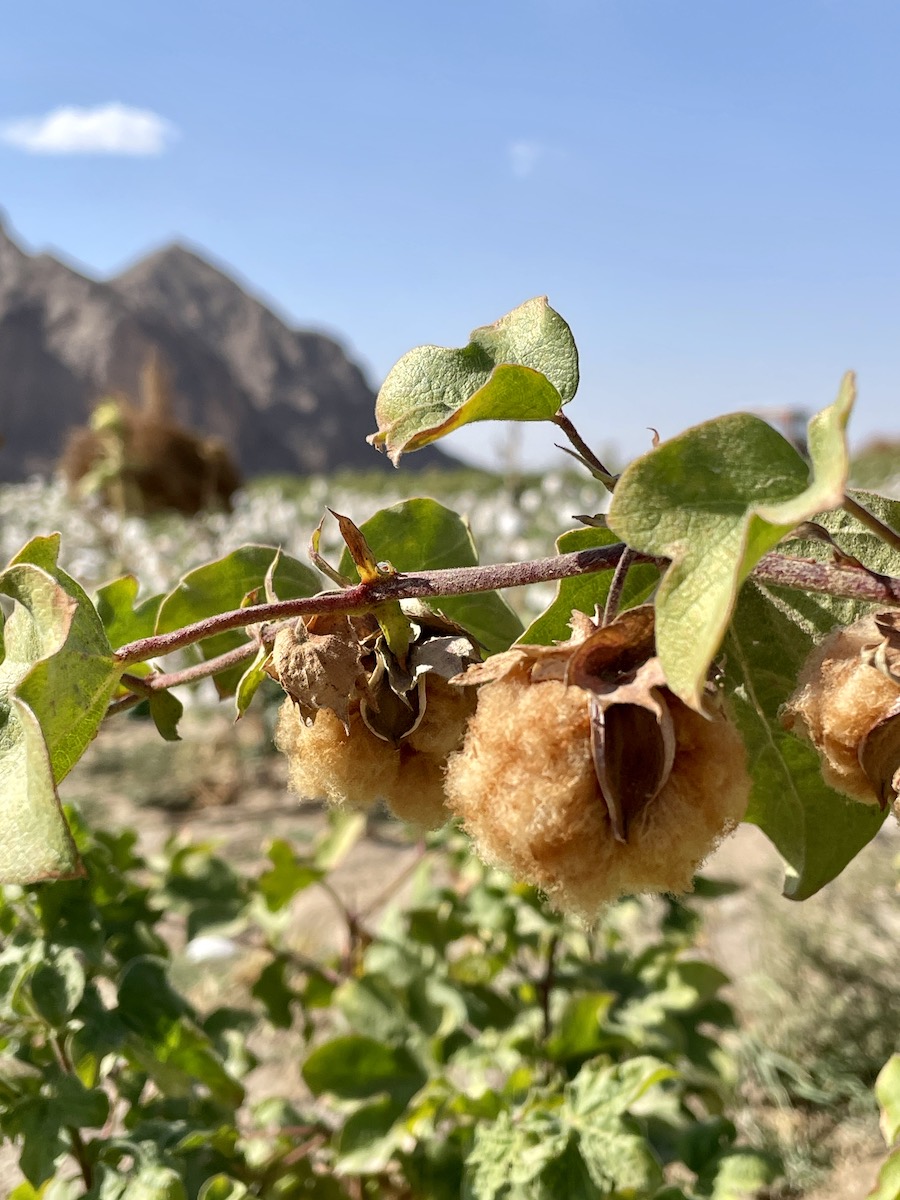 pianta di cotone marrone Malle in Iran da cui si produce la sciarpa equo solidale 