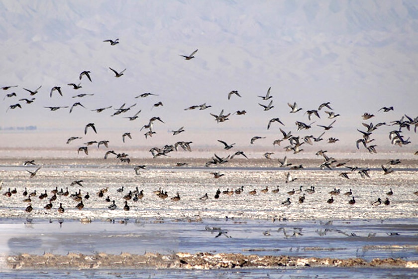 stormo di uccelli in una zona umida di Kaji in Iran